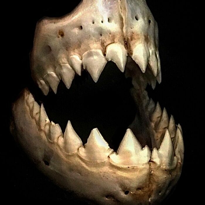 On My Instagram I Show The Most Bizarre Fish Teeth You Will Ever See.