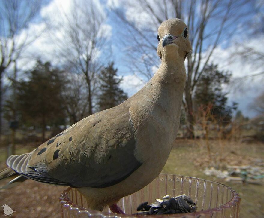 Mourning Dove