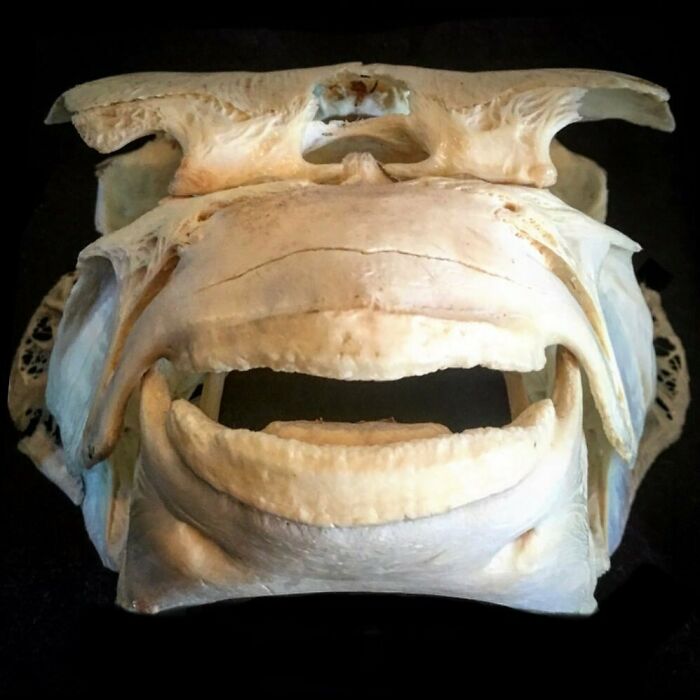 On My Instagram I Show The Most Bizarre Fish Teeth You Will Ever See.