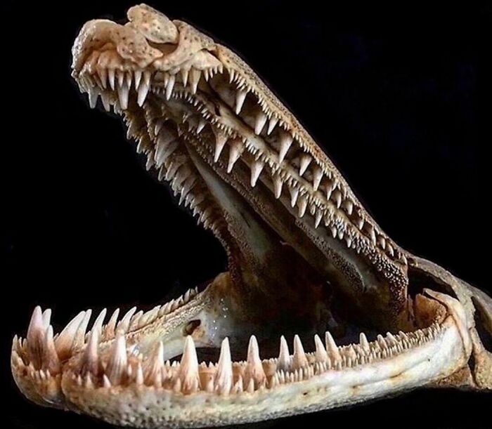 On My Instagram I Show The Most Bizarre Fish Teeth You Will Ever See.