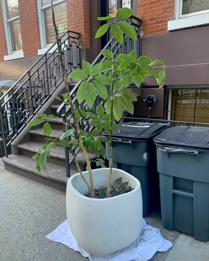 I Mean... Double Check First That This Is Actually Free!address Update! 19th Street Off Of Joyce Theater In Chelsea