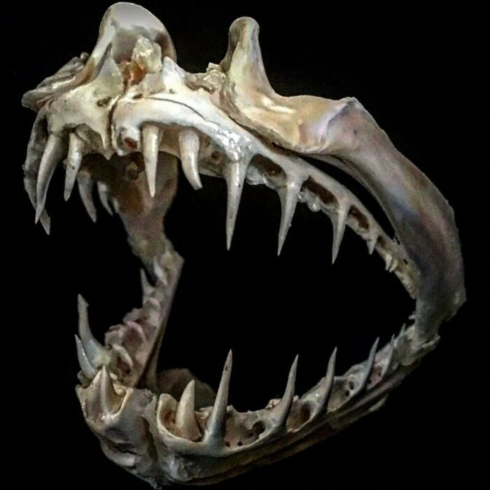 On My Instagram I Show The Most Bizarre Fish Teeth You Will Ever See.