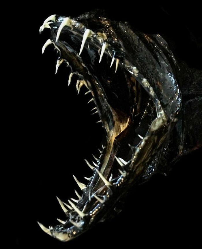 On My Instagram I Show The Most Bizarre Fish Teeth You Will Ever See.