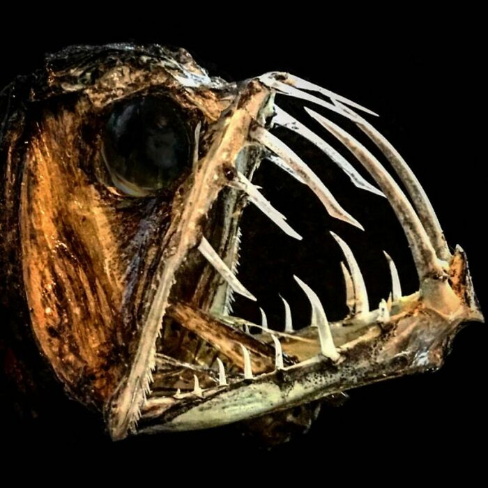 On My Instagram I Show The Most Bizarre Fish Teeth You Will Ever See.