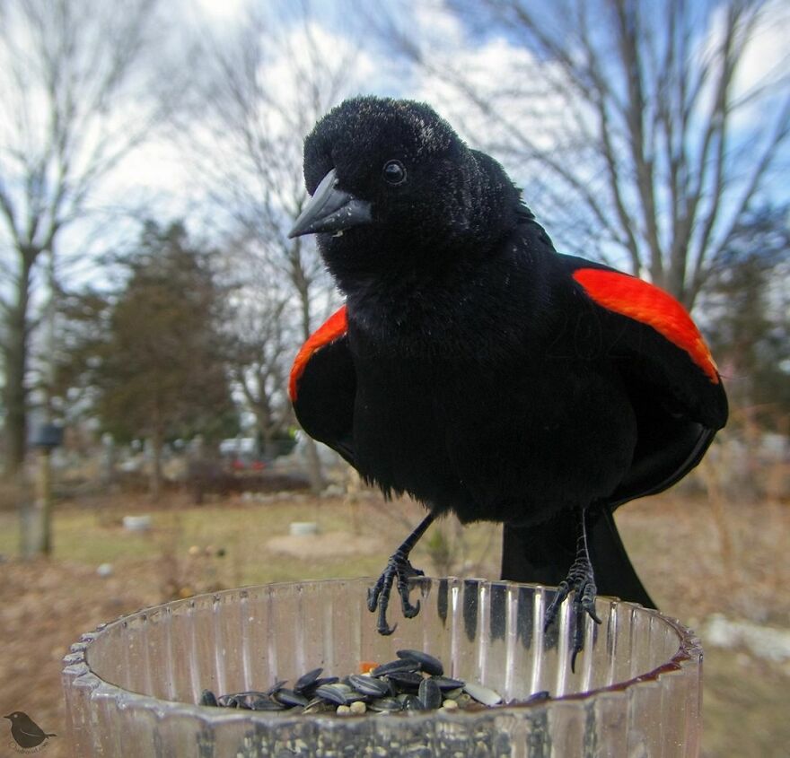 Redwinged Blackbird