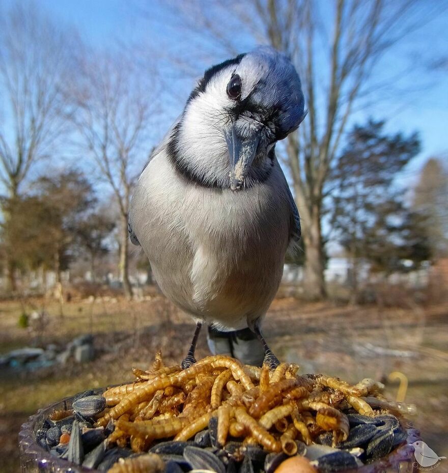 Blue Jay
