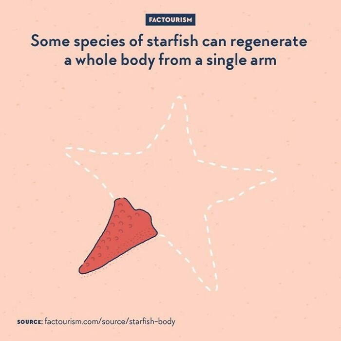 Some Species Of Starfish Can Regenerate A Whole Body From A Single Arm⁠
⁠
most Starfish Can Regenerate Bits Of Their Body If Damaged, And Some Can Regenerate A Full Limb If Lost. A Few However Can Even Regrow Their Full Central Body From A Single Remaining Limb. The Process Can Take Months To Years, And The Animal Is Very Vulnerable During That Time. Some Species Use That Ability For Reproduction: Lose A Limb, Let It Regrow A Body, You’re Now Two.
