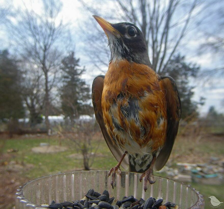 American Robin