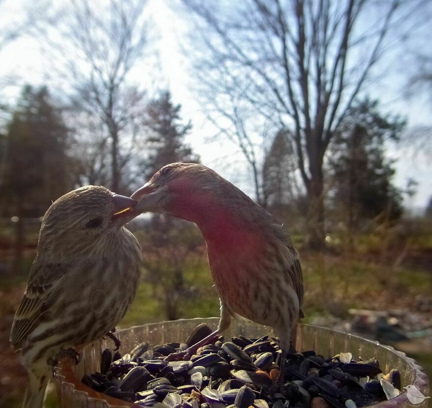 House Finches