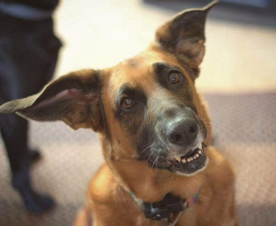 People Are In Love With This Rescue Dog That Looks Like Baby Yoda