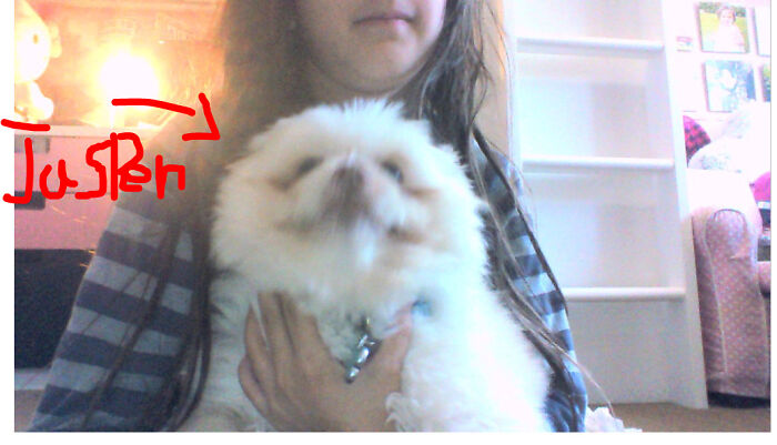 My Living Pompom Jasper The Friendly Dog