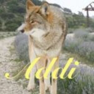 addison-schwab01 avatar