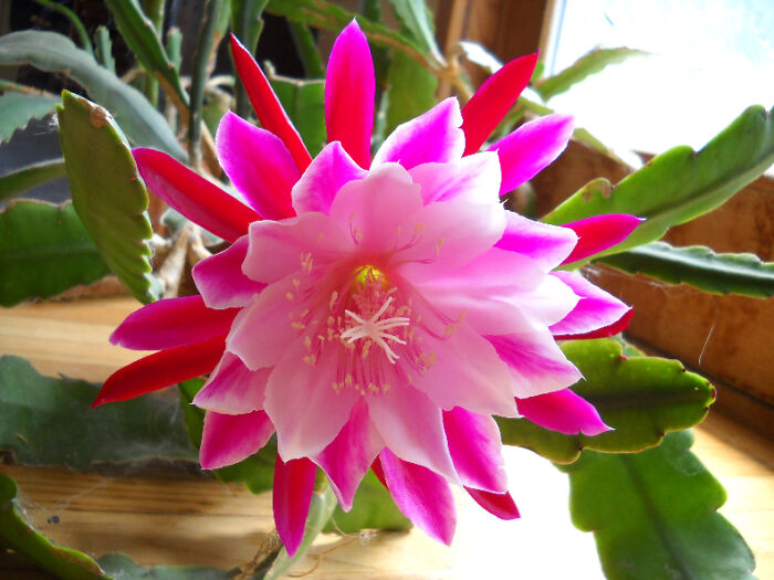 Epiphyllum Variety, Chuck And Jerry
