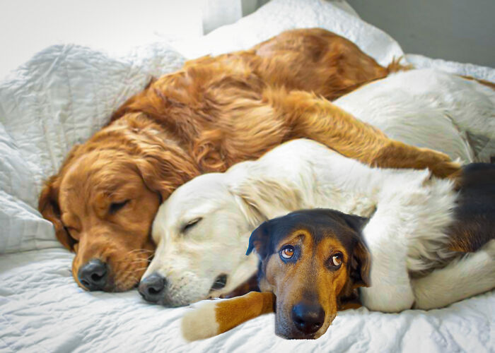 Cuddle Puddle! Not Sad Anymore Just A Little Squished :)