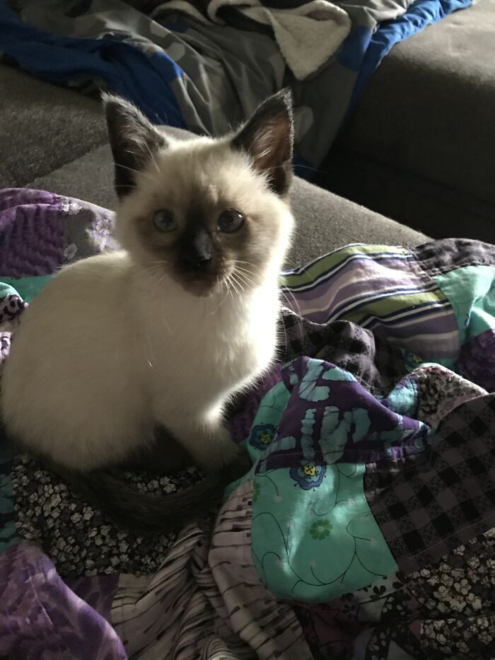 My Grandma Got A New Kitten Earlier This Year. His Name Is Cash, And I Love Him