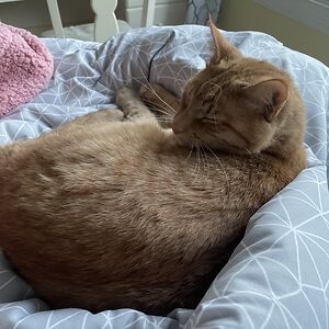 isabellagalluzzo19 avatar