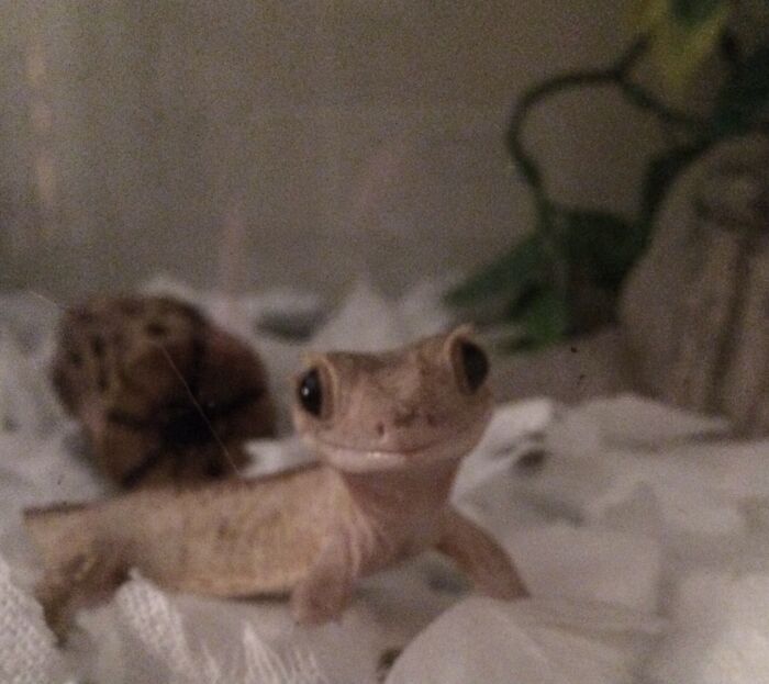 Luna, The Most Photogenic Gecko!