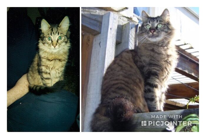 Prozac Mothcatcher Speightsbox Mcspike: 3 Months > 5 Years