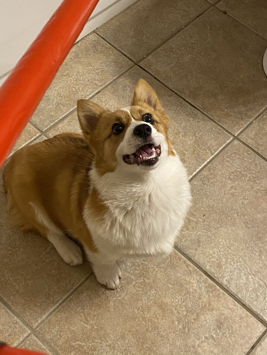 My Doggo Goes Full Derp