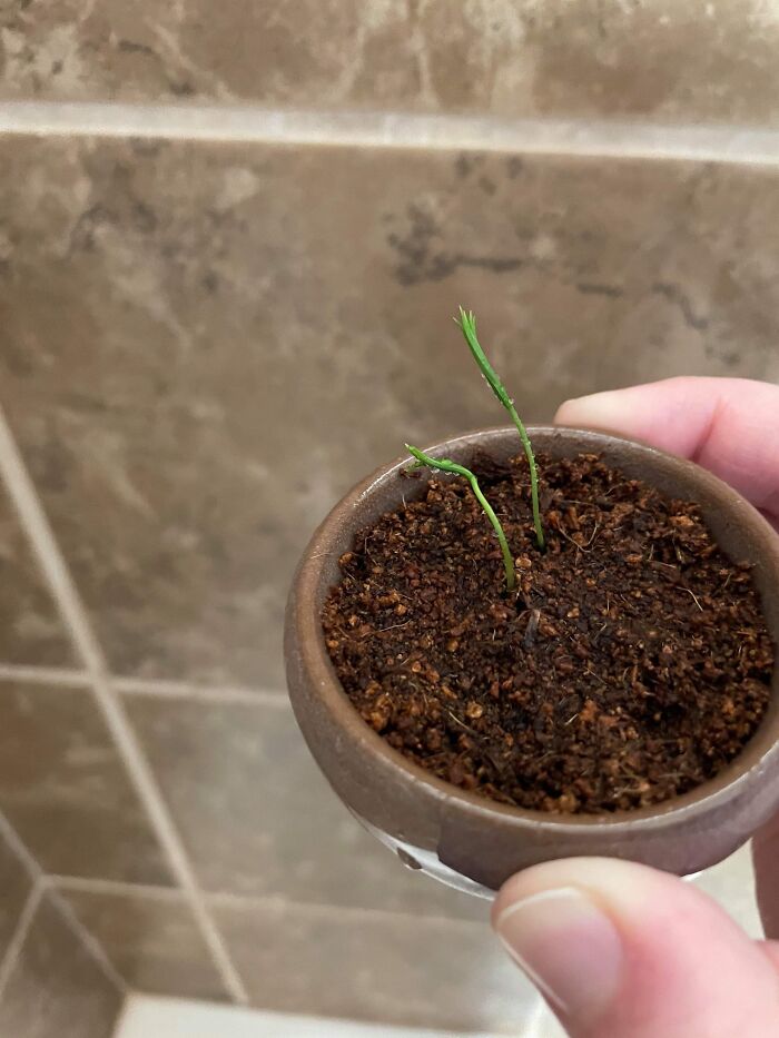 The Bonsai Tree Kit I’ve Been Growing For A Couple Of Months