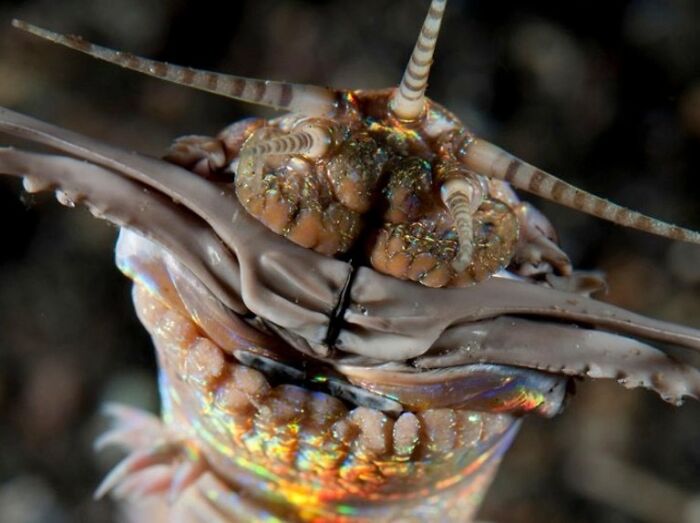 No Eyes Brain Ears Or Nose, Up To 15 Ft Long And Grabs Fricking Fish To Its Hole And Eats Them:bobbit Worm