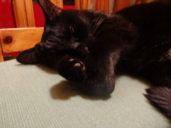 Gina! Female Cat, Born In Last Year's April