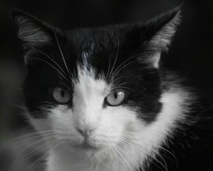 My Old Friend Schnuppi