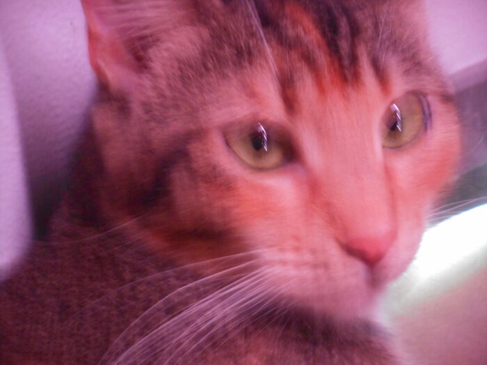 Meet Eclipse My Sister's Cat That She Loves Very Much. This Is The Best Pick We Have Of Her Because She Is Scared Of Everything Including Cameras.