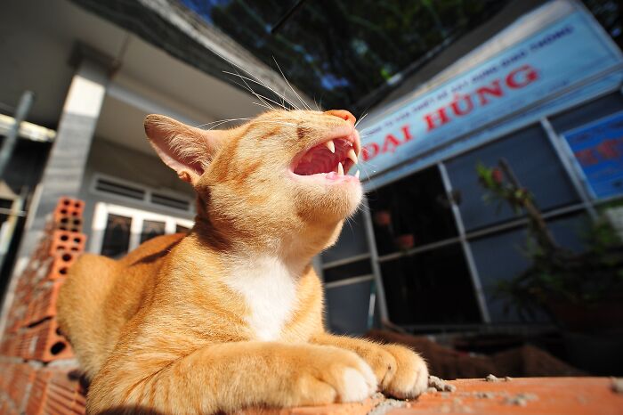 Ha,,ha...this Is The Funniest Pic On Panda.