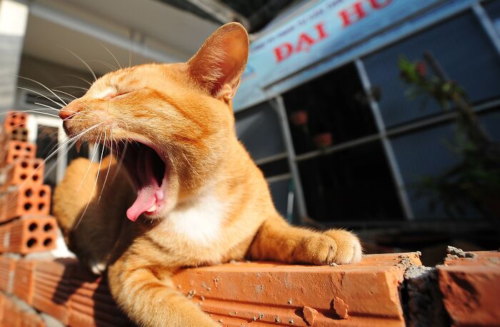 No More Chili Pepper.