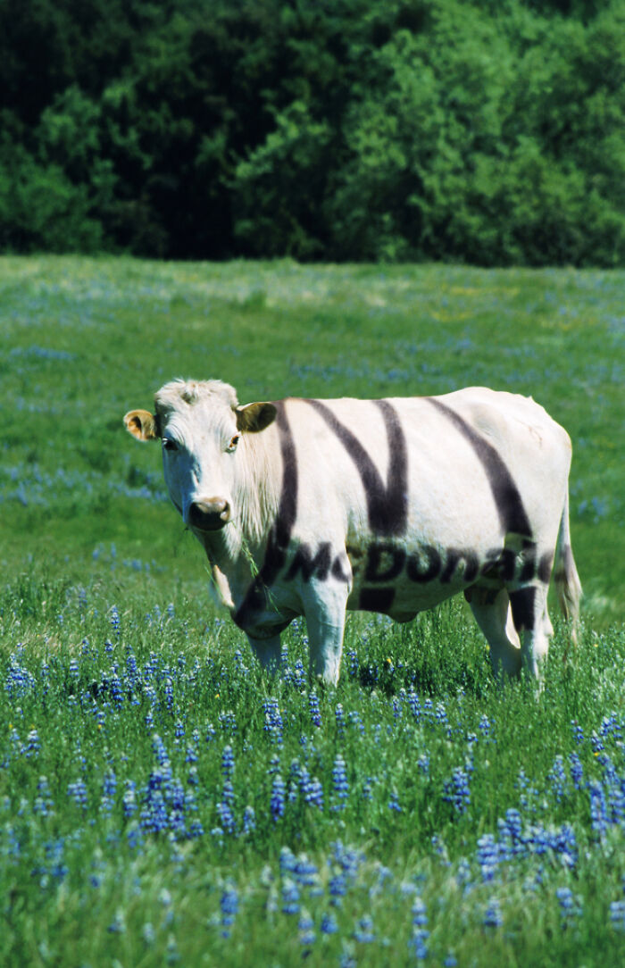 Designers Are Challenged To Place Ads, Logos Or Stores In The Most Unexpected Areas Imaginable