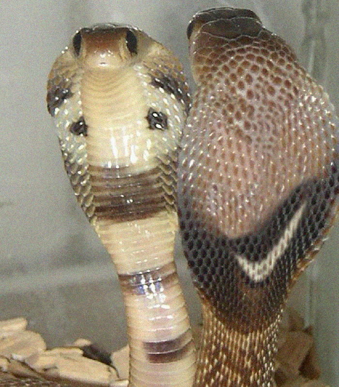 Designers Are Challenged To Place Ads, Logos Or Stores In The Most Unexpected Areas Imaginable