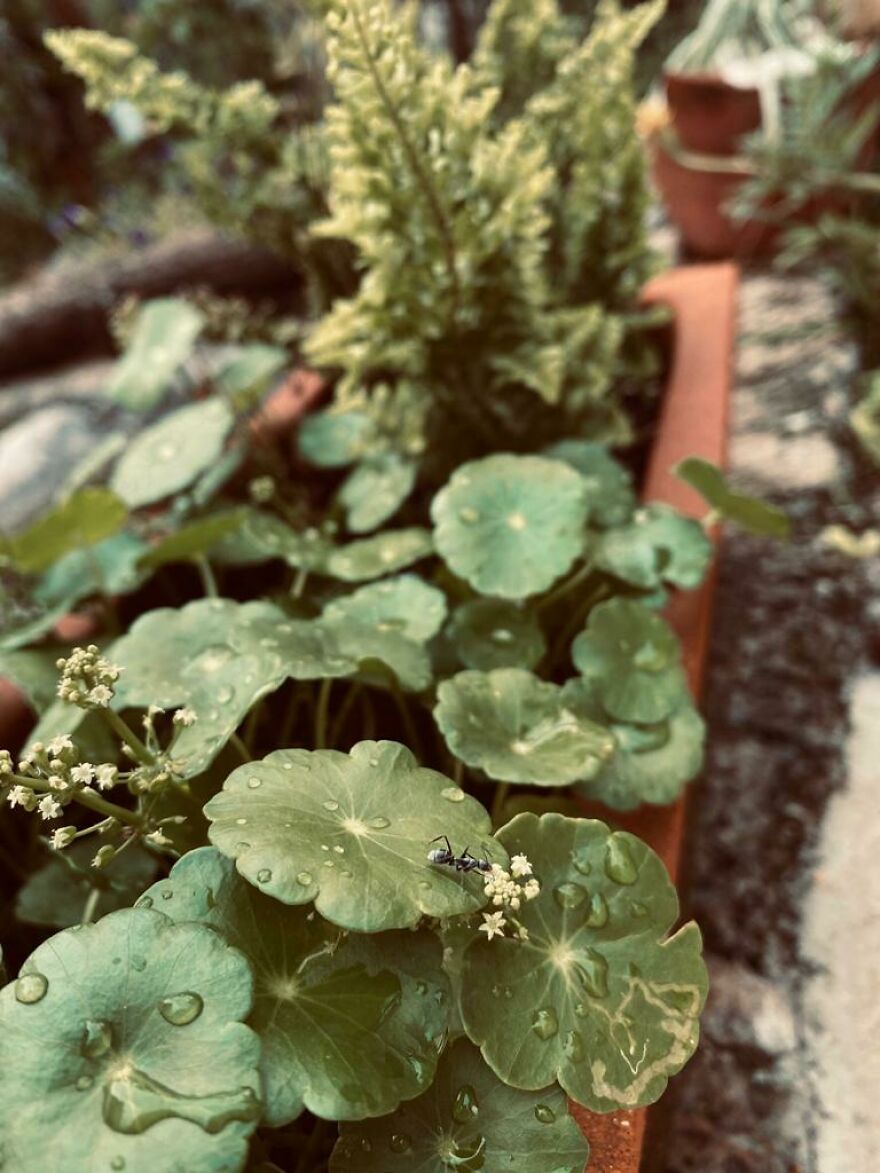 How Much Ants Loved Pennivert And Ferns.....