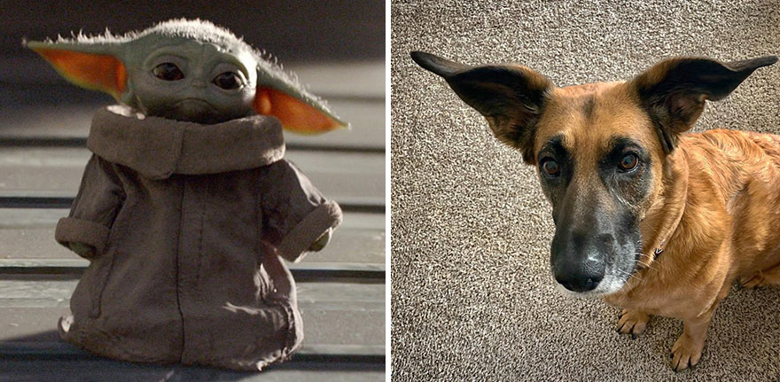 People Are In Love With This Rescue Dog That Looks Like Baby Yoda People Are In Love With This Rescue Dog That Looks Like Baby Yoda