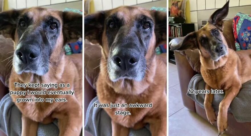 People Are In Love With This Rescue Dog That Looks Like Baby Yoda People Are In Love With This Rescue Dog That Looks Like Baby Yoda