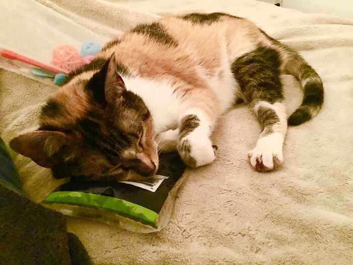 Skip The Toys. Her Favorite...catnip