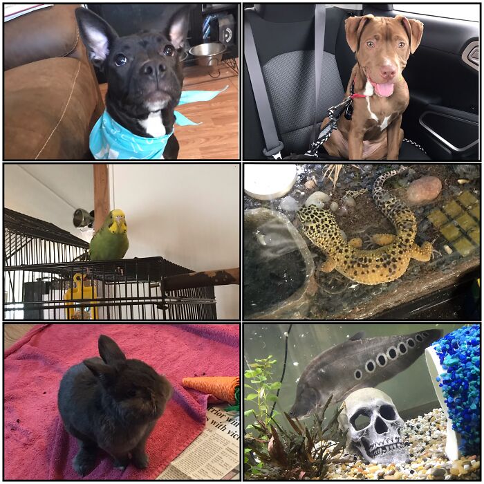 Dogs Lucy And Linus, Bird Rio, Gecko Max, Bunny Cocoa And Fish Pennywise