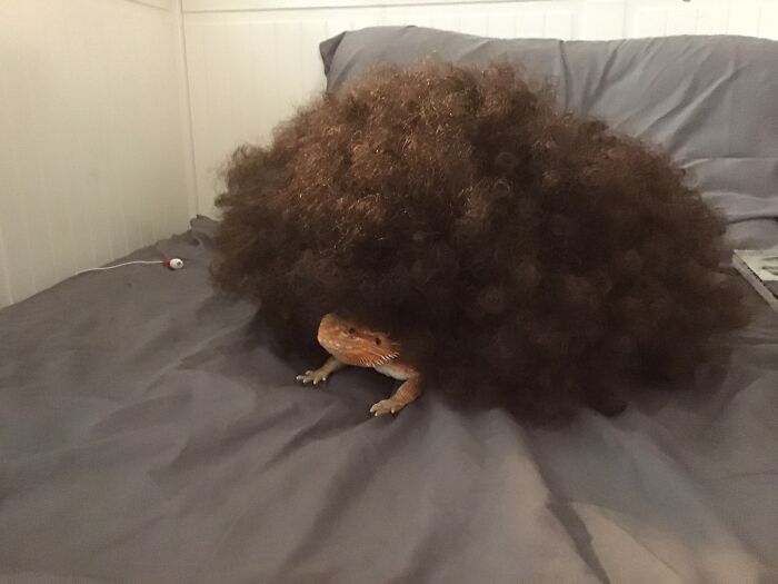 Afro Lizard