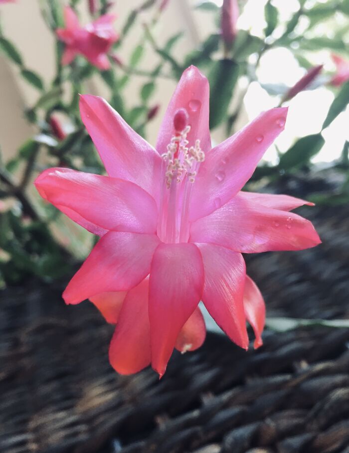 A Christmas Cacti Bloom
