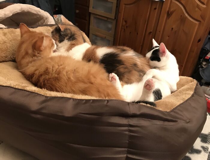 Numbers 1, 2 & 5 - Jasper, Smokie, Eanie