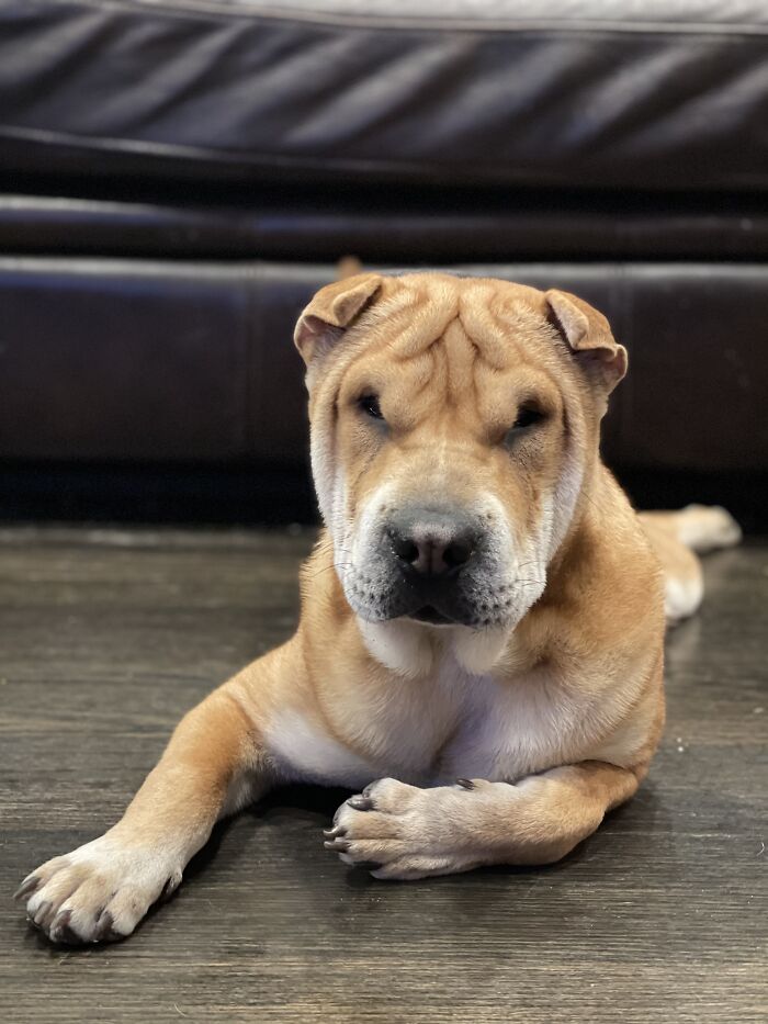 This Is Giorgio My Chinese Shar Pei Puppy