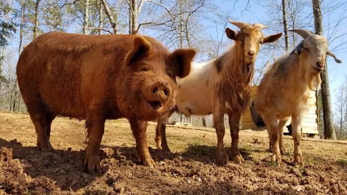 Penelope And Her Goat Brothers