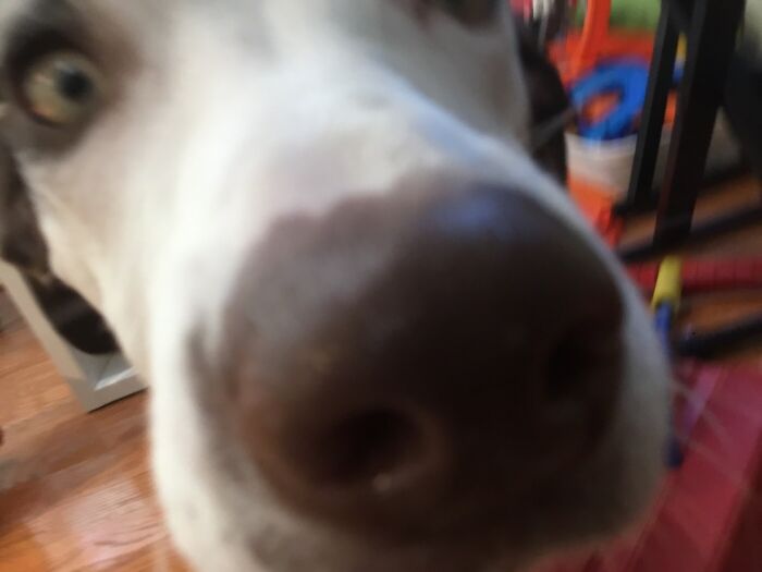 He Moved While I Tried To Take A Photo