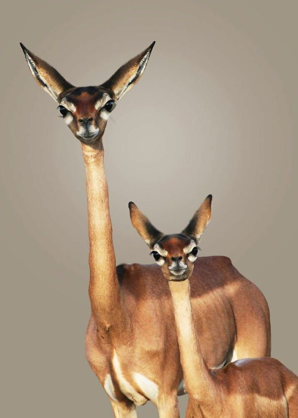 Gerenuk2-60836dd383a23.jpg
