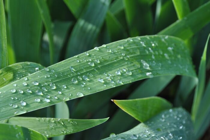 Some Drops Of Dew On A Blade Of Grass