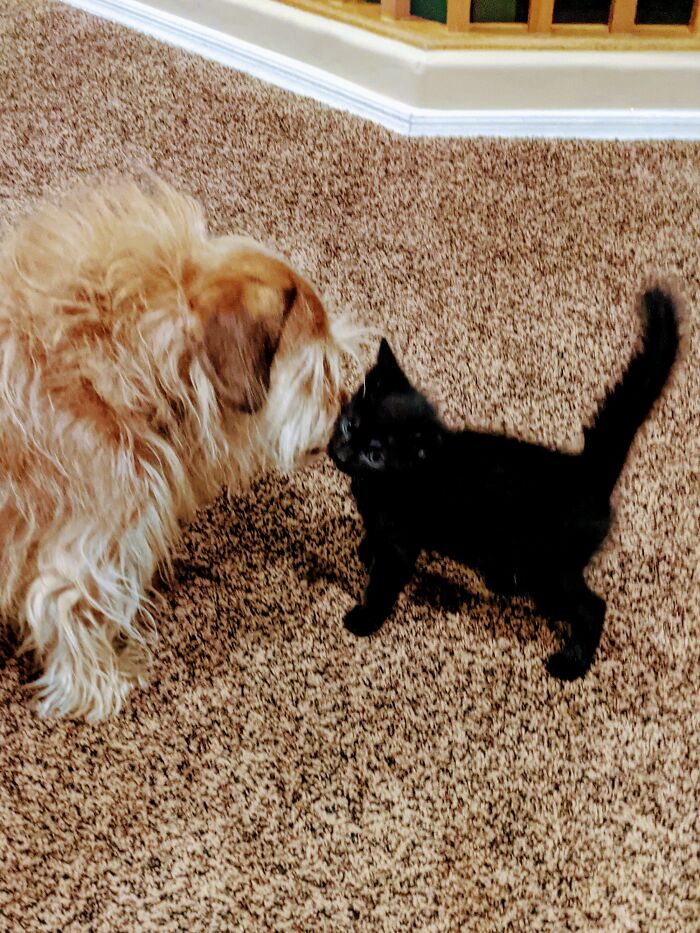 My Boy Griswold Loves The Foster Kittens