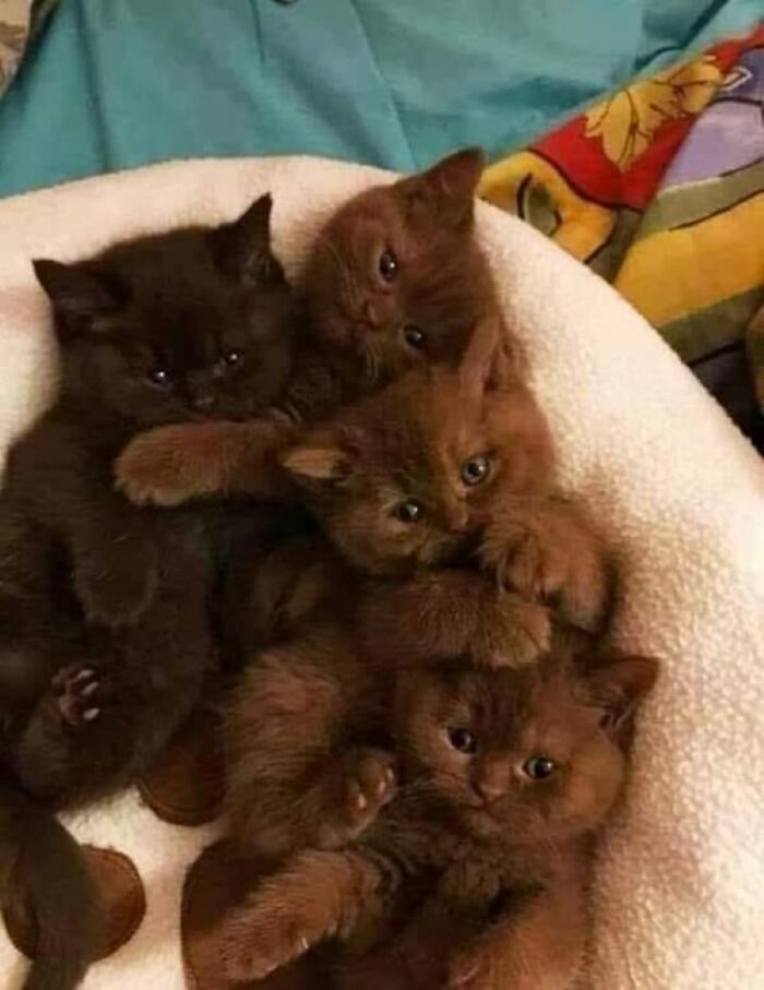 Havana Brown Foster Kittens... 3 Browns And One Chocolate!