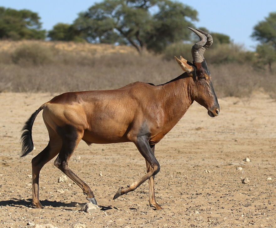 The Red Hartebeest