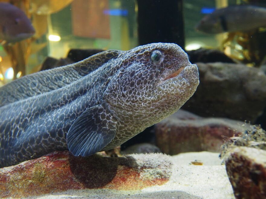 The Wolf Eel