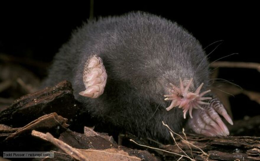 Star Nosed Mole